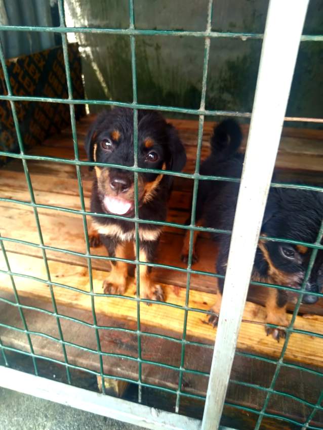 Rottweiler puppies - 1 - Dogs  on Aster Vender