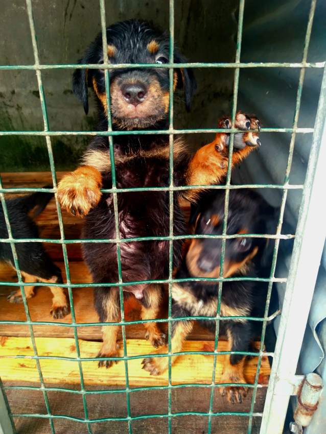 Rottweiler puppies on Aster Vender