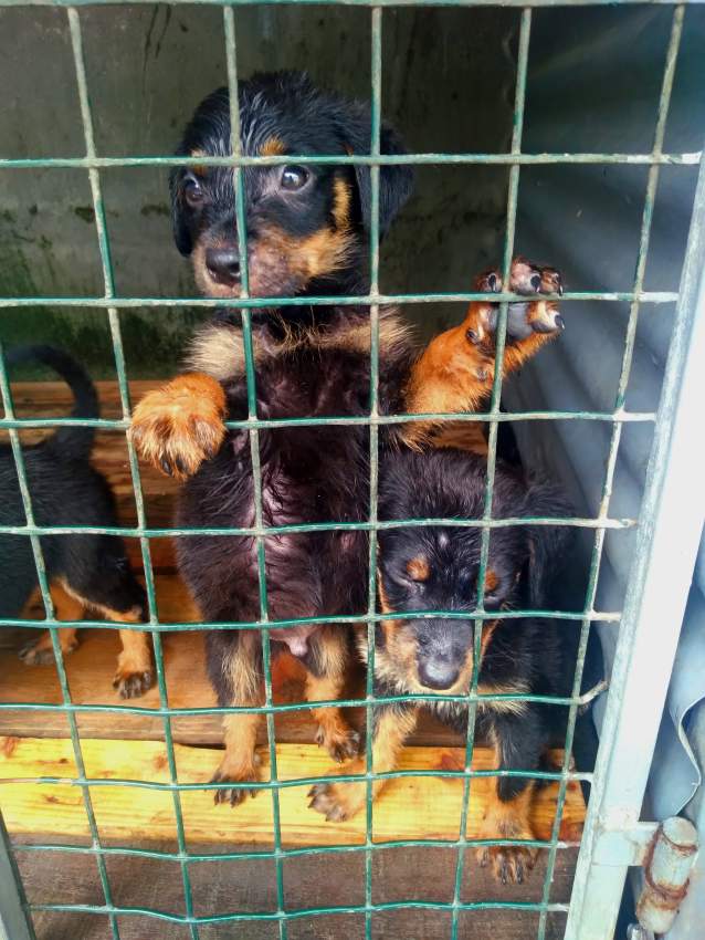 Rottweiler puppies - 2 - Dogs  on Aster Vender