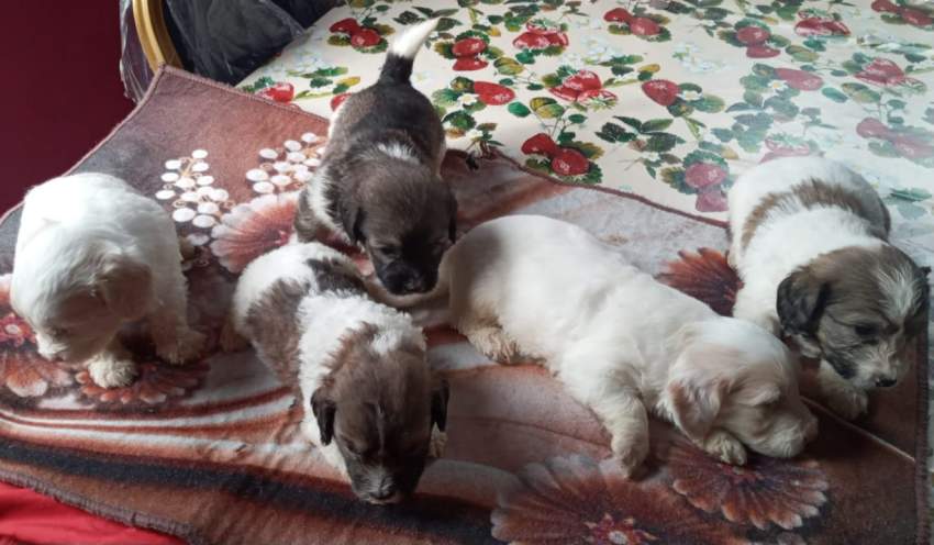 Griffon nain pur sang a vendre - 3 - Dogs  on Aster Vender