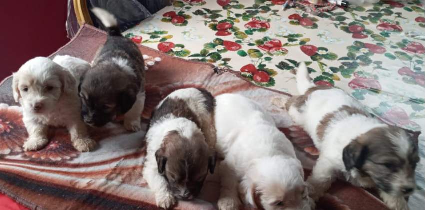 Griffon nain pur sang a vendre - 2 - Dogs  on Aster Vender