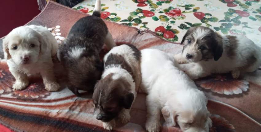 Griffon nain pur sang a vendre - 1 - Dogs  on Aster Vender