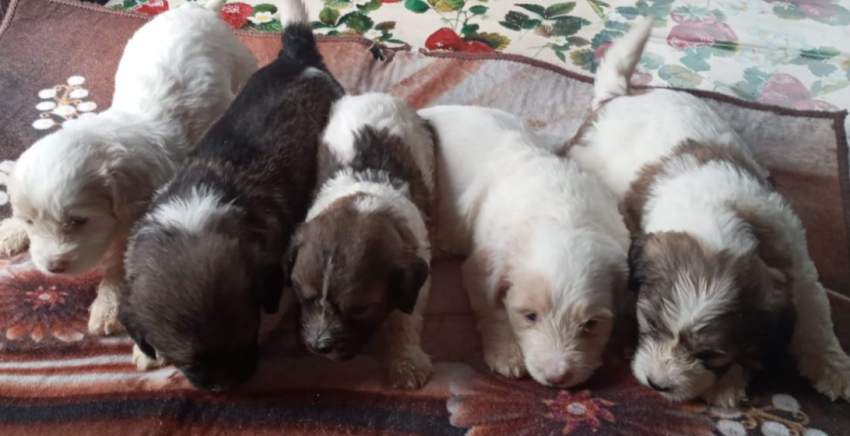 Griffon nain pur sang a vendre - 0 - Dogs  on Aster Vender