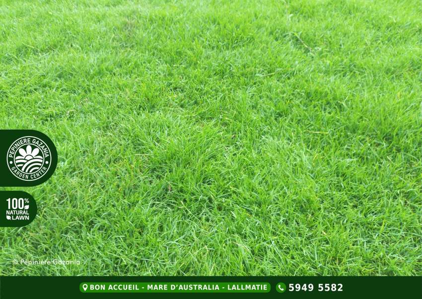 PASPALUM NATURAL LAWN - 50% 0FF - 2 - Plants and Trees  on Aster Vender