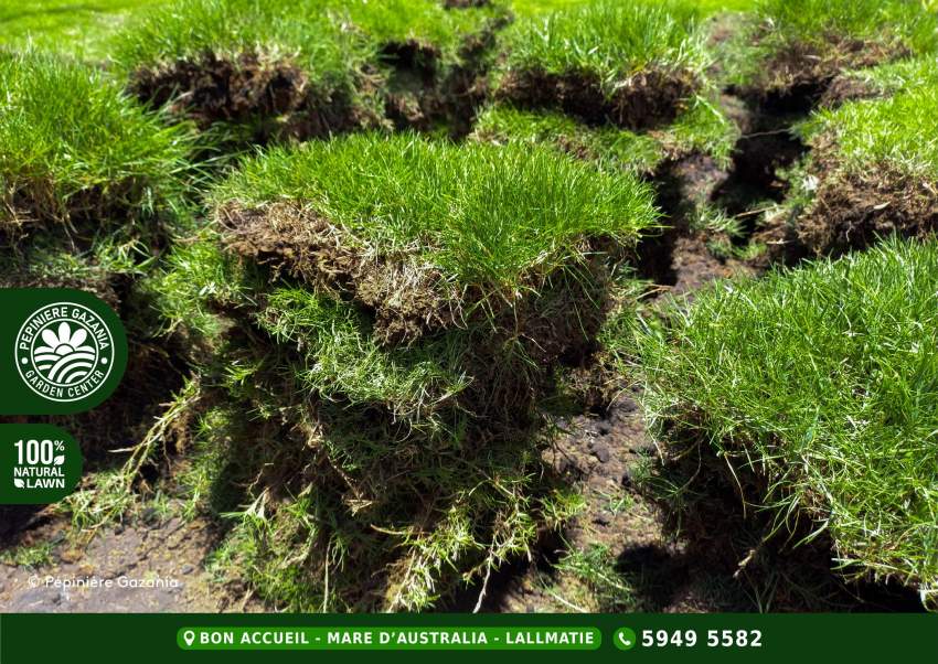 PASPALUM NATURAL LAWN - 50% 0FF - 4 - Plants and Trees  on Aster Vender