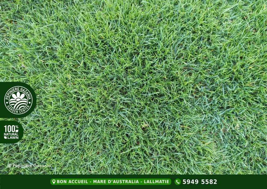 PASPALUM NATURAL LAWN - 50% 0FF - 3 - Plants and Trees  on Aster Vender