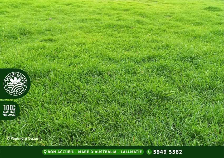 PASPALUM NATURAL LAWN - 50% 0FF - 5 - Plants and Trees  on Aster Vender