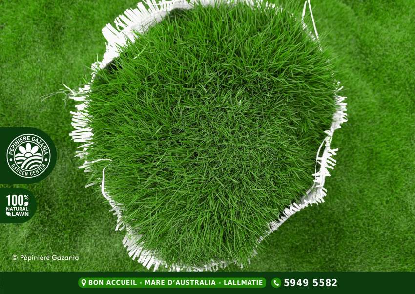 GOLF NATURAL LAWN - 50% OFF - 2 - Plants and Trees  on Aster Vender