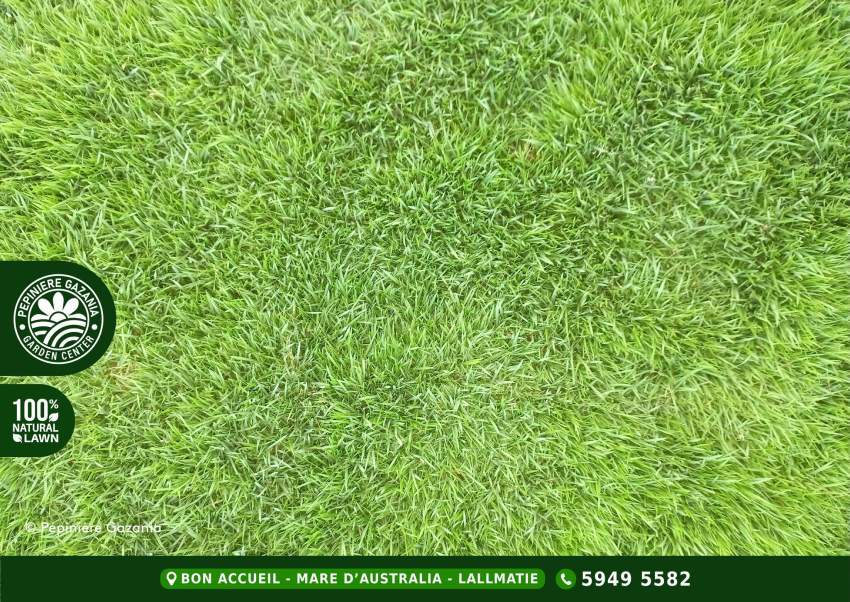 GOLF NATURAL LAWN - 50% OFF - 3 - Plants and Trees  on Aster Vender