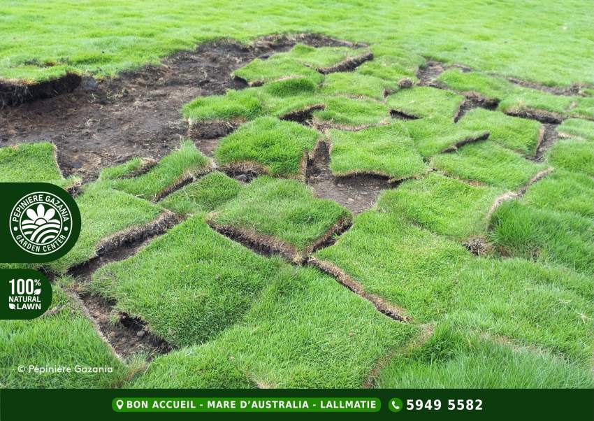 GOLF NATURAL LAWN - 50% OFF - 4 - Plants and Trees  on Aster Vender