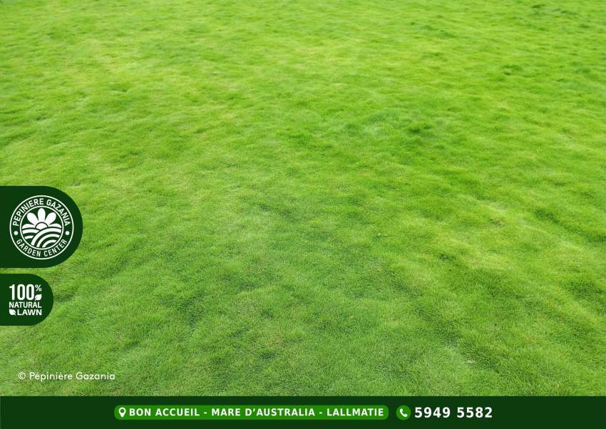 GOLF NATURAL LAWN - 50% OFF - 5 - Plants and Trees  on Aster Vender