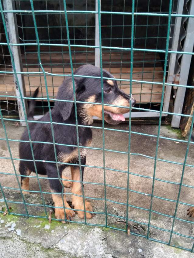 Rottweiler puppies - 1 - Dogs  on Aster Vender