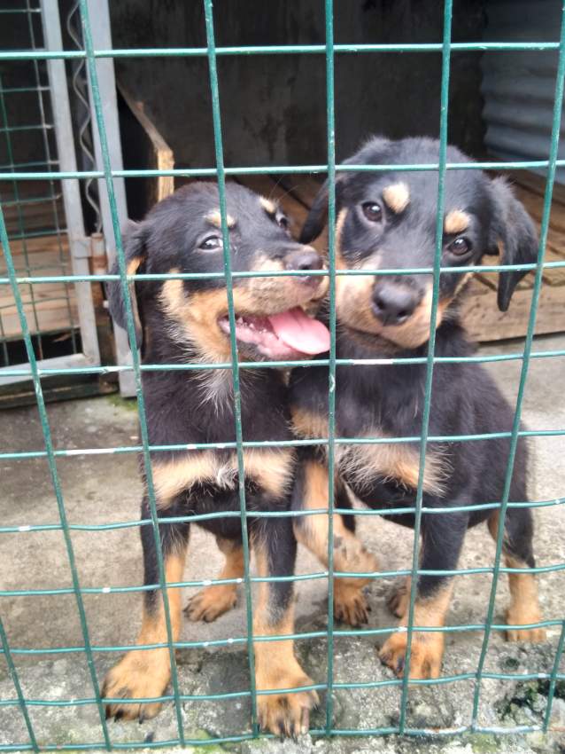 Rottweiler puppies - 0 - Dogs  on Aster Vender