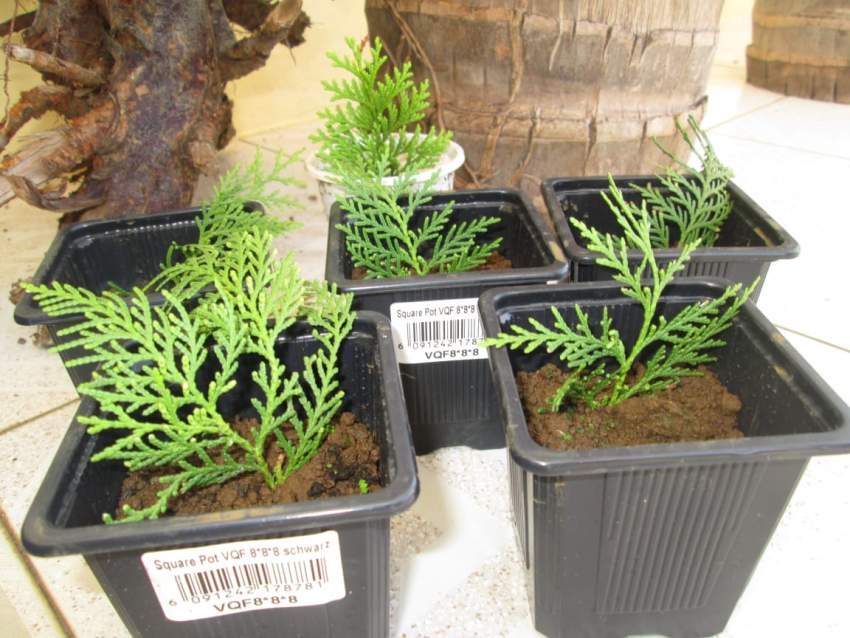 Cyprès doré  Sapin  - 1 - Plants and Trees  on Aster Vender