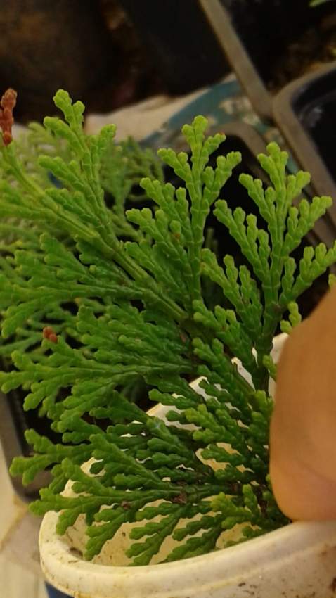 Cyprès doré  Sapin  - 4 - Plants and Trees  on Aster Vender
