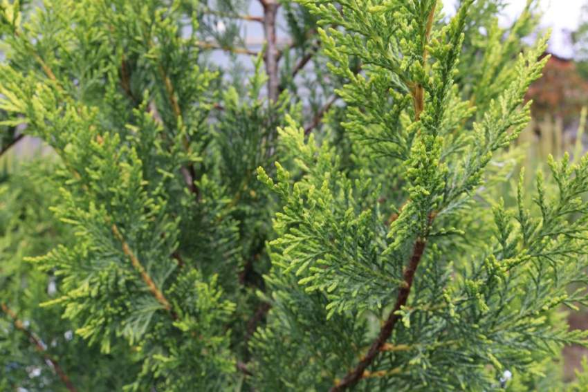 Cyprès doré  Sapin  - 2 - Plants and Trees  on Aster Vender