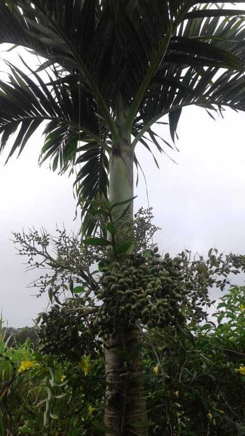 Palmiers Manilla  - 2 - Plants and Trees  on Aster Vender