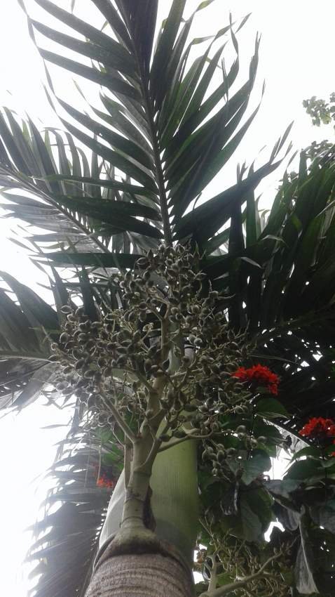 Palmiers Manilla  - 1 - Plants and Trees  on Aster Vender