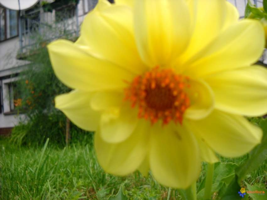 Dahlia - 3 - Plants and Trees  on Aster Vender