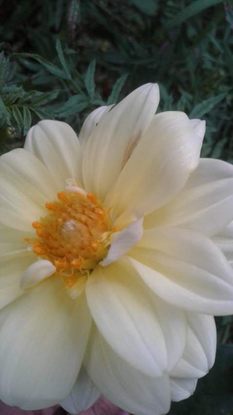 Dahlia - 2 - Plants and Trees  on Aster Vender