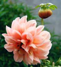 Dahlia - 1 - Plants and Trees  on Aster Vender