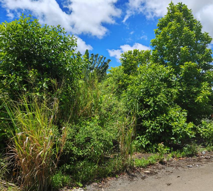 Morc LAND NEW GROVE 7 Perches - 2 - Land  on Aster Vender