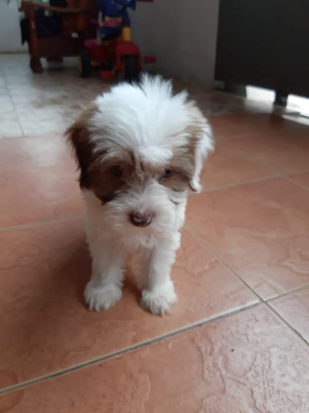 Chiot Griffon nain - 1 - Dogs  on Aster Vender