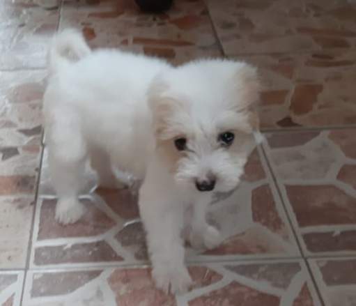 Chiot Griffon nain - 2 - Dogs  on Aster Vender