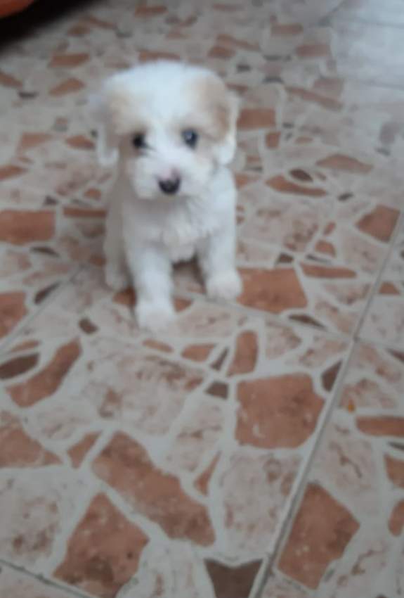 Chiot Griffon nain on Aster Vender