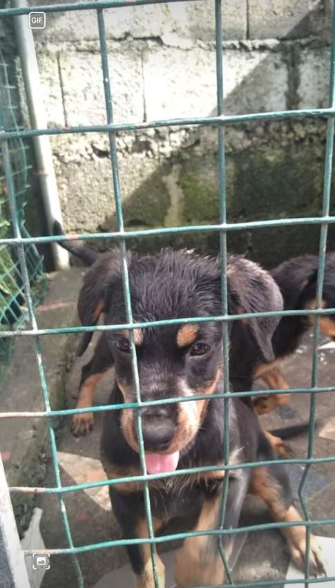 Rottweiler puppies on Aster Vender