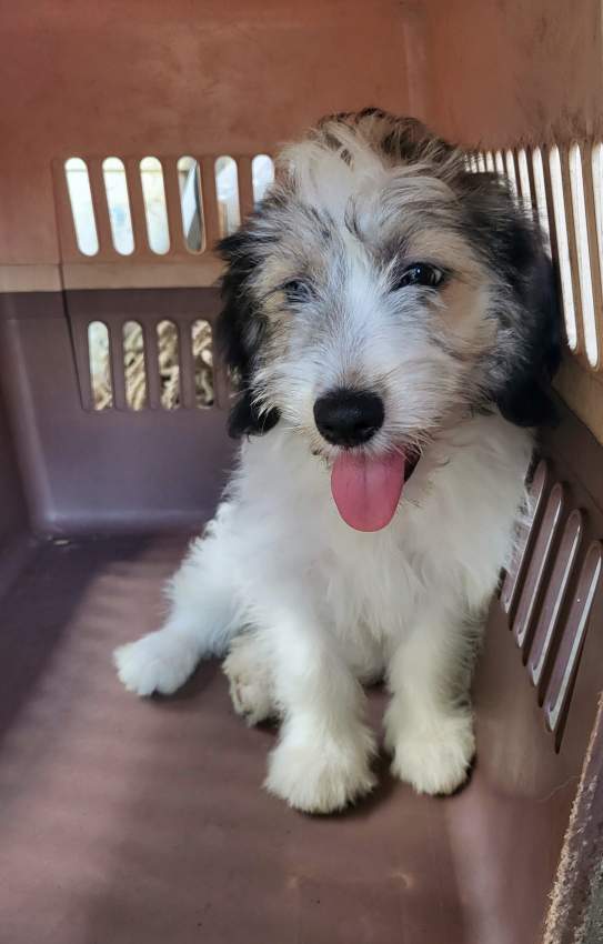 Griffon Nain Pure sang Female - 2 - Dogs  on Aster Vender