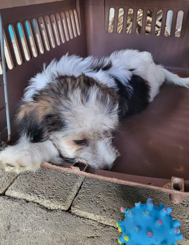 Griffon Nain Pure sang Female - 3 - Dogs  on Aster Vender