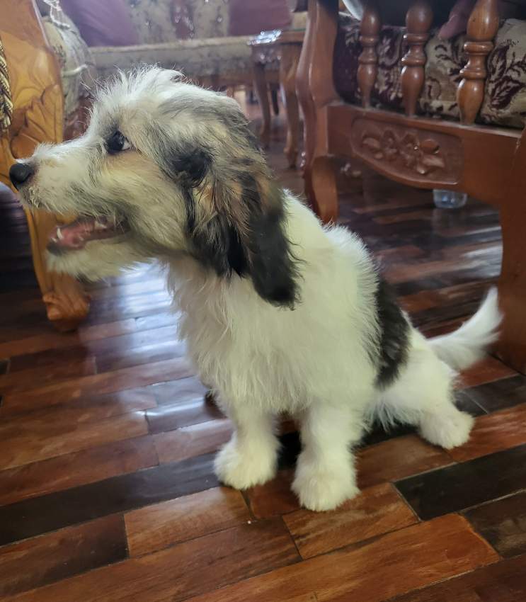 Griffon Nain Pure sang Female - 1 - Dogs  on Aster Vender