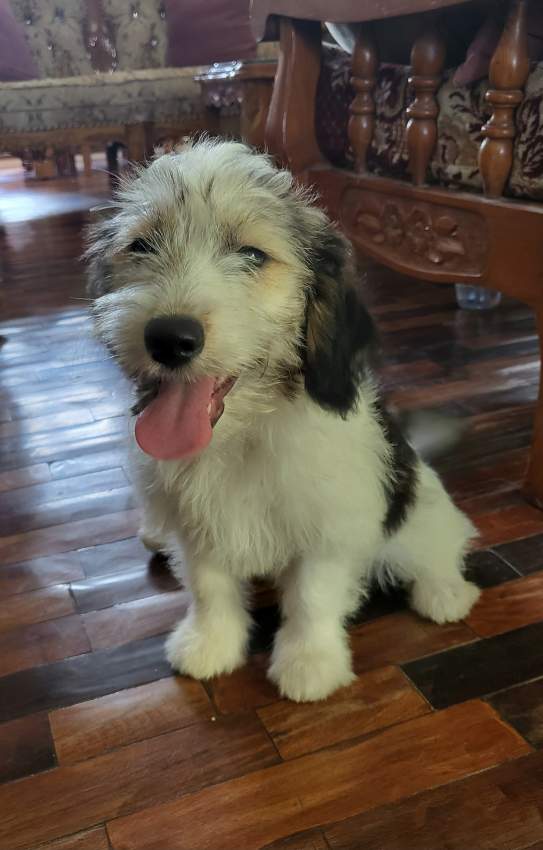 Griffon Nain Pure sang Female - 0 - Dogs  on Aster Vender