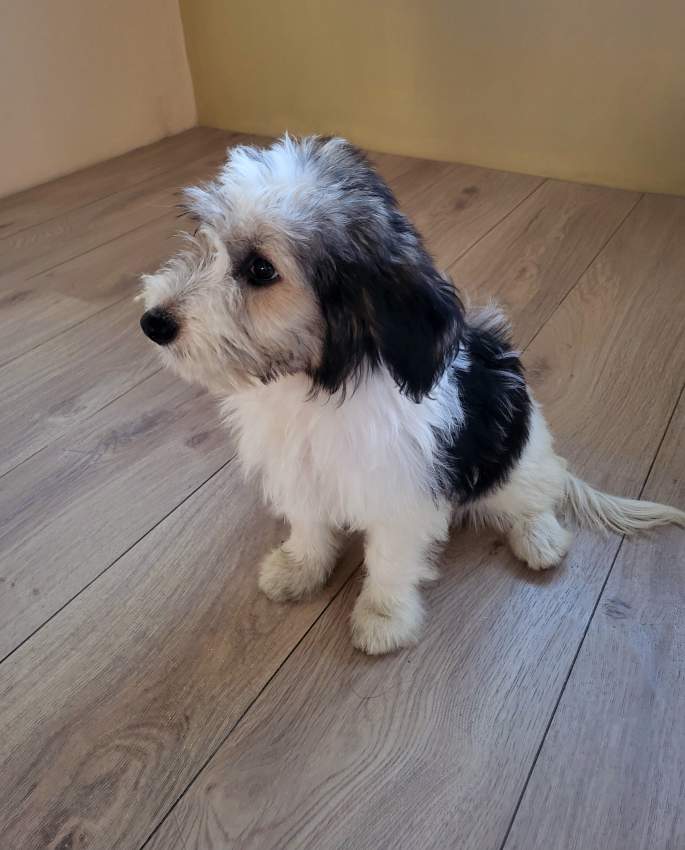 Griffon Nain Pure sang - 3 - Dogs  on Aster Vender