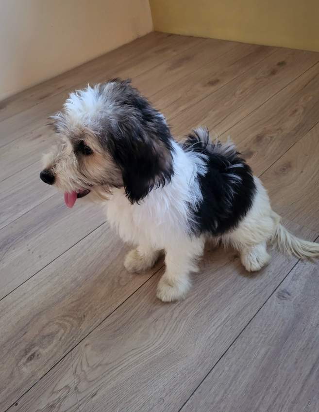 Griffon Nain Pure sang - 2 - Dogs  on Aster Vender