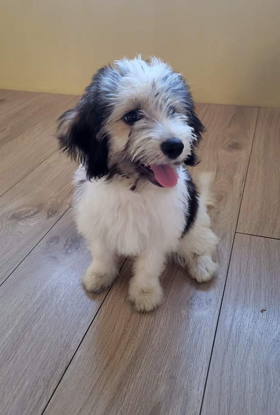 Griffon Nain Pure sang on Aster Vender