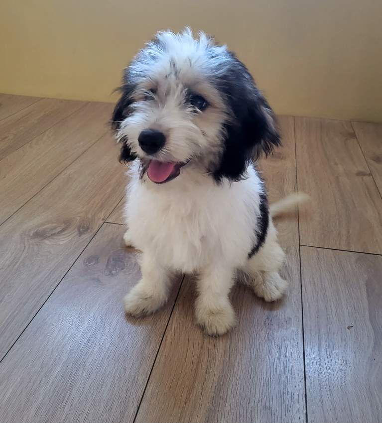 Griffon Nain Pure sang - 1 - Dogs  on Aster Vender