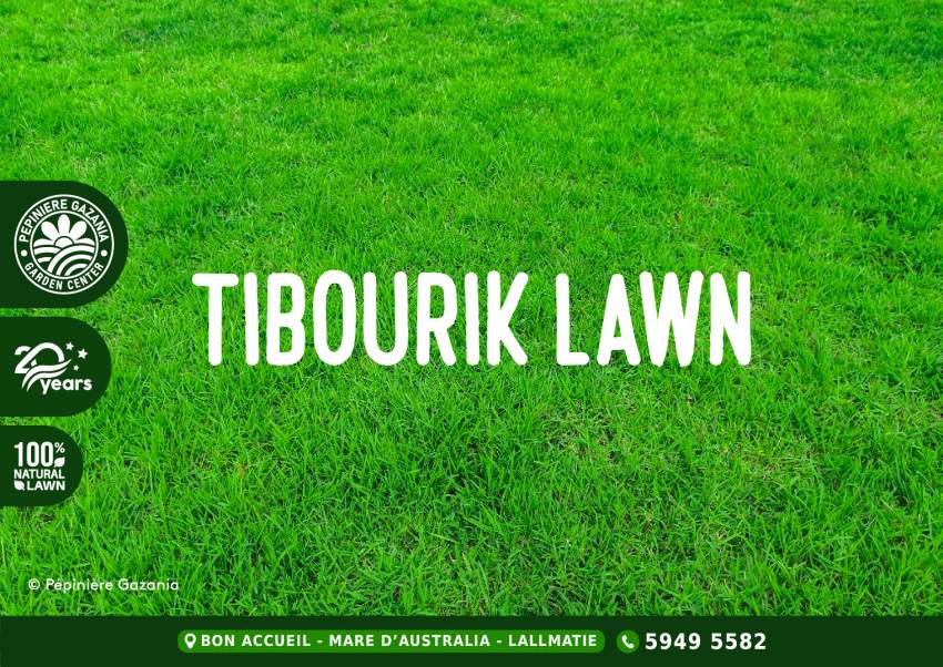 Tibourik Lawn - MOTHER'S DAY PROMO - 1 - Plants and Trees  on Aster Vender