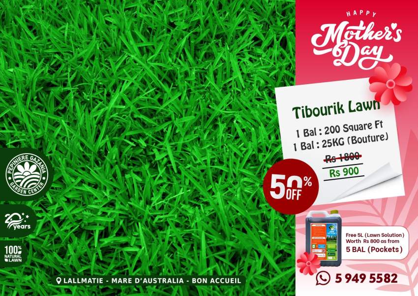 Tibourik Lawn - MOTHER'S DAY PROMO - 0 - Plants and Trees  on Aster Vender