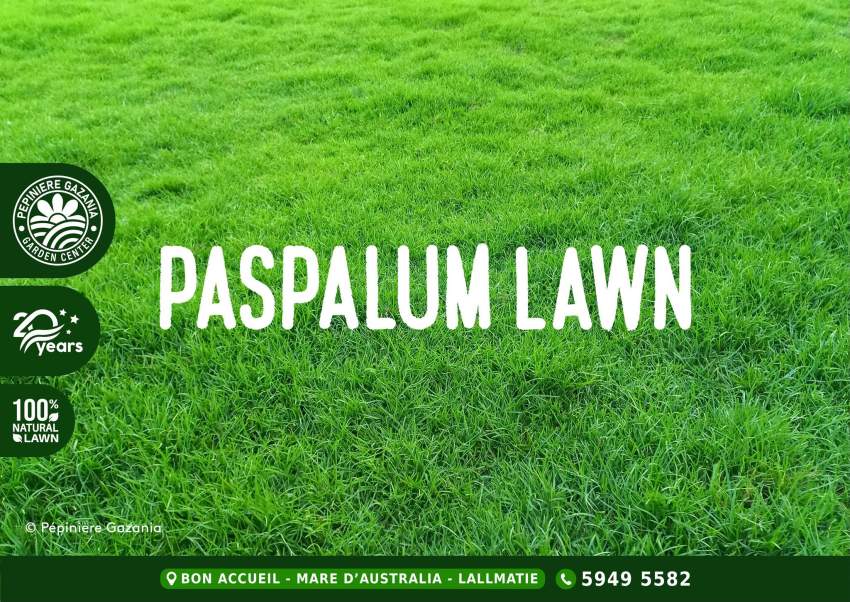 Paspalum Lawn - MOTHER'S DAY PROMO - 1 - Plants and Trees  on Aster Vender