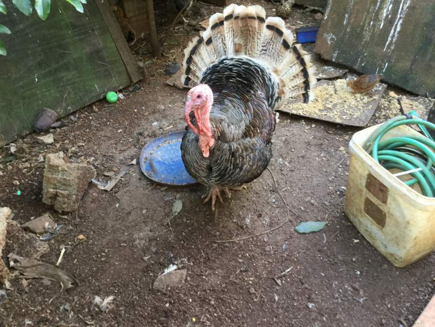 Dinde on Aster Vender