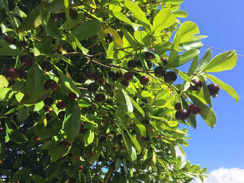 Plants - 0 - Others  on Aster Vender