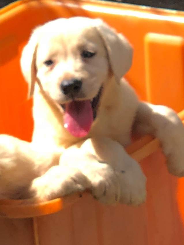 Labradors - 3 - Dogs  on Aster Vender