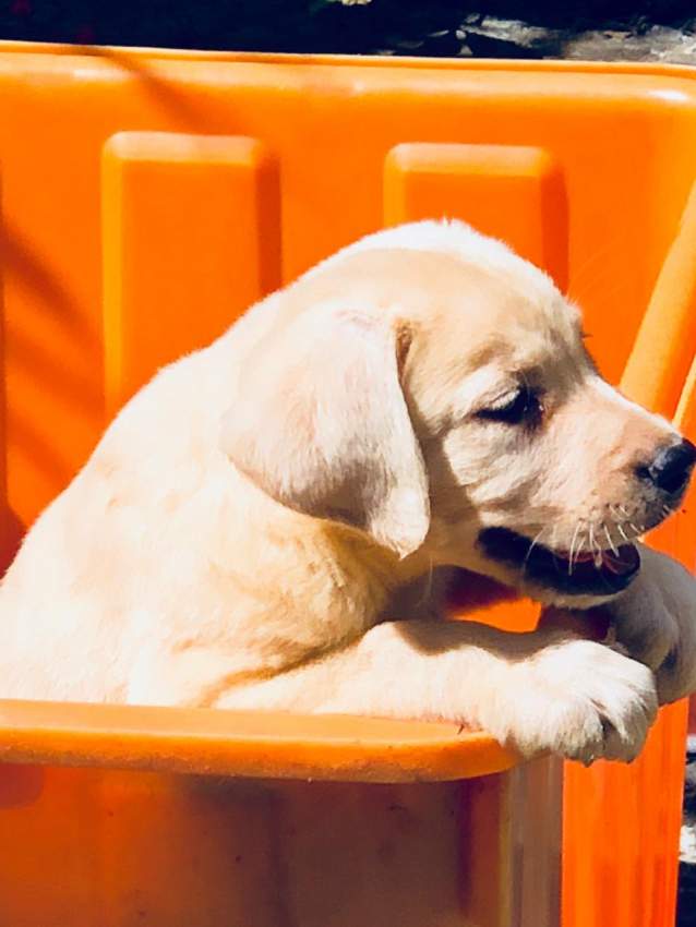 Labradors - 2 - Dogs  on Aster Vender