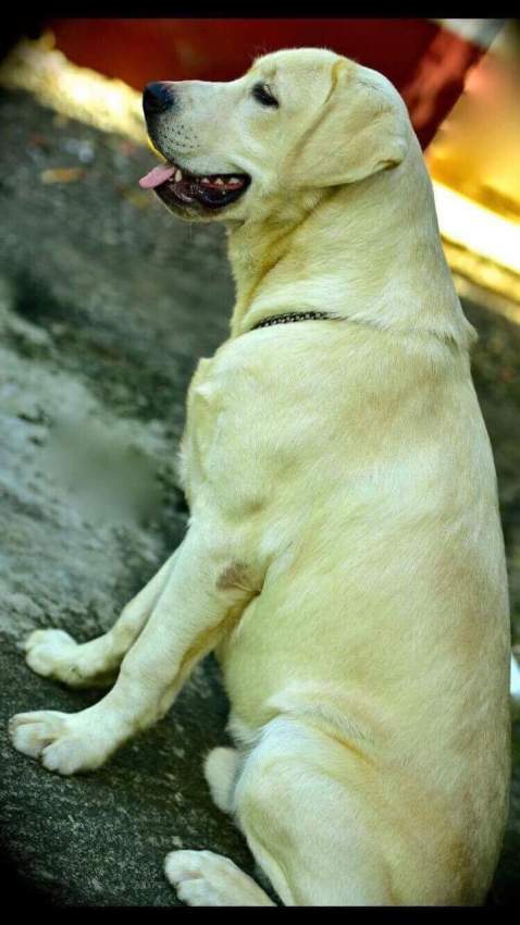 Labradors - 0 - Dogs  on Aster Vender