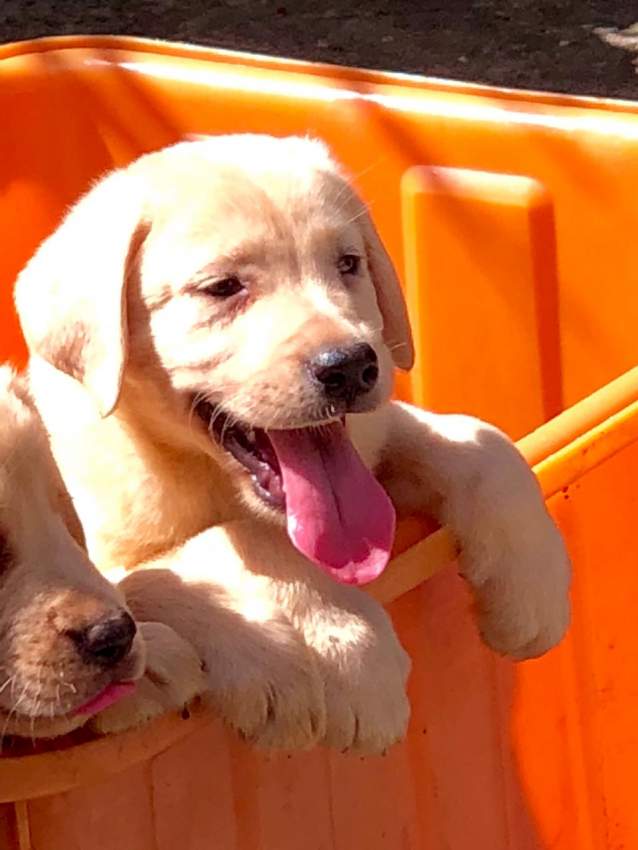 Labradors - 1 - Dogs  on Aster Vender