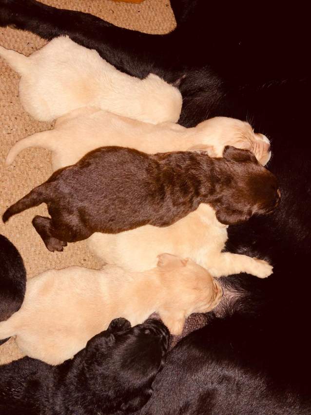 Labradors - 4 - Dogs  on Aster Vender