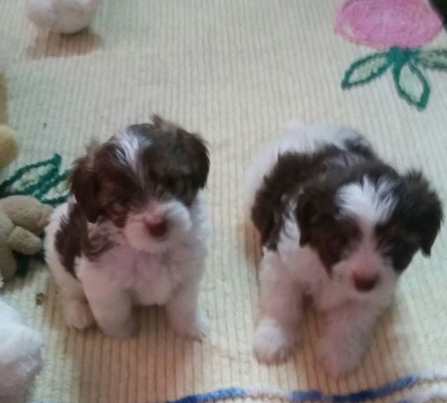 Chiots griffon pure sang à vendre - 0 - Dogs  on Aster Vender