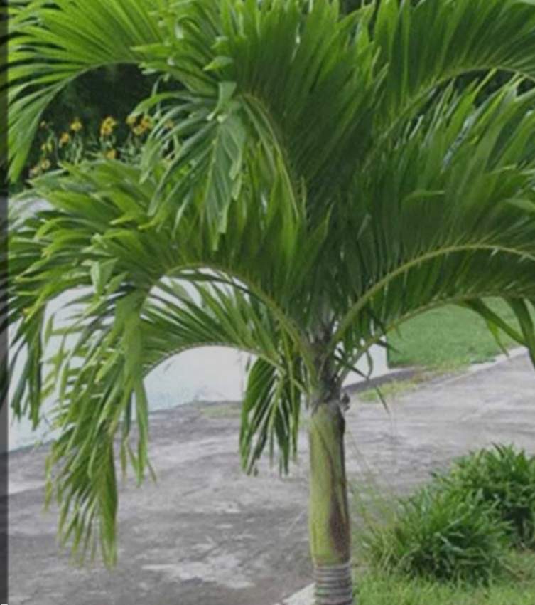 Palm tree (manilla) - 1 - Plants and Trees  on Aster Vender